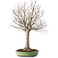 Zelkova serrata, 65 cm, ± 40 jaar oud, met een nebari van 22 cm