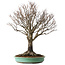 Zelkova serrata, 52 cm, ± 35 jaar oud, met een nebari van 15 cm