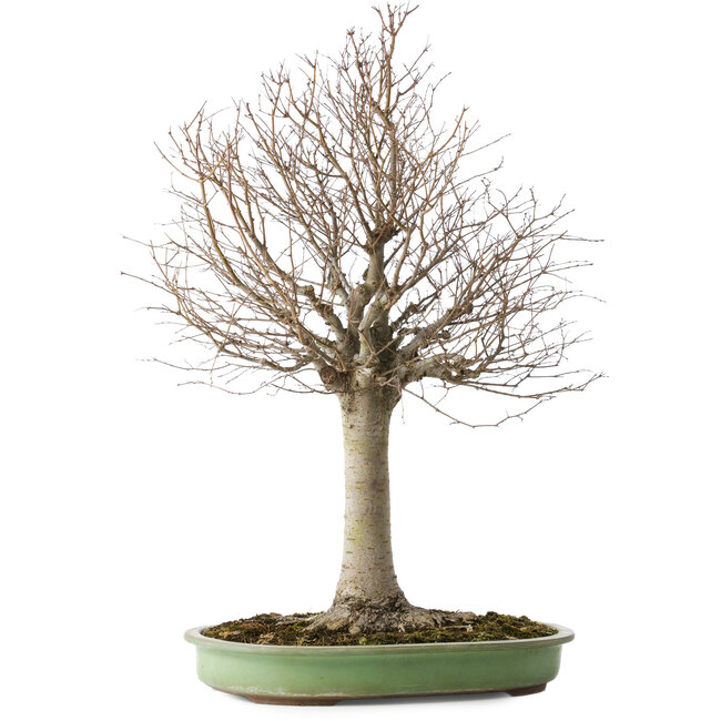 Zelkova serrata, 65 cm, ± 40 ans, avec un nebari de 22 cm