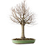 Zelkova serrata, 65 cm, ± 40 jaar oud, met een nebari van 22 cm