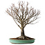 Zelkova serrata, 52 cm, ± 35 jaar oud, met een nebari van 15 cm