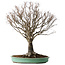 Zelkova serrata, 52 cm, ± 35 jaar oud, met een nebari van 15 cm