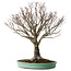 Zelkova serrata, 52 cm, ± 35 jaar oud, met een nebari van 15 cm