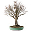 Zelkova serrata, 52 cm, ± 35 jaar oud, met een nebari van 15 cm