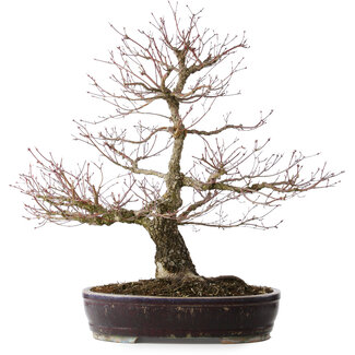 Acer palmatum Arakawa, 60 cm, ± 20 jaar oud