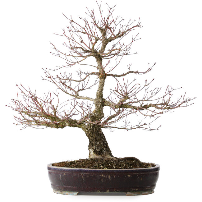 Acer palmatum Arakawa, 60 cm, ± 20 jaar oud, met een nebari van 14 cm