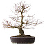 Acer palmatum Arakawa, 60 cm, ± 20 jaar oud, met een nebari van 14 cm