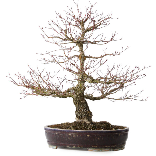 Acer palmatum Arakawa, 60 cm, ± 20 Jahre alt, mit einem Nebari von 14 cm
