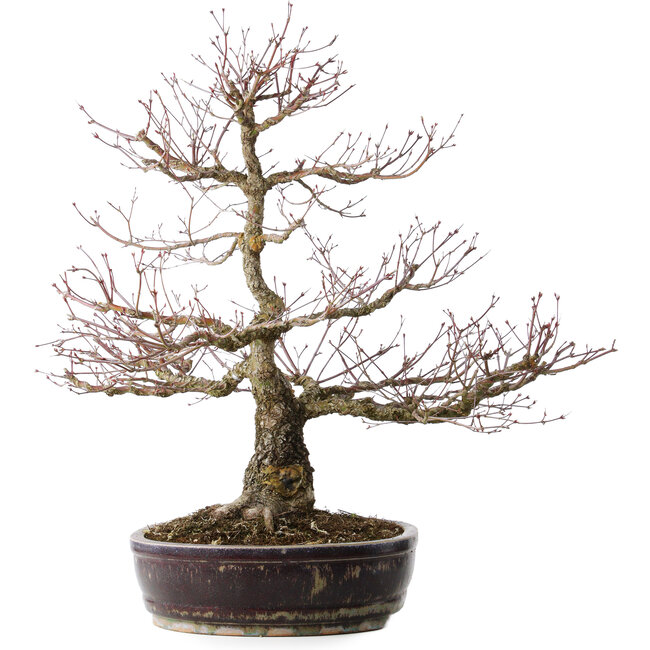 Acer palmatum Arakawa, 60 cm, ± 20 ans, avec un nebari de 14 cm