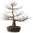 Acer palmatum Arakawa, 60 cm, ± 20 jaar oud, met een nebari van 14 cm
