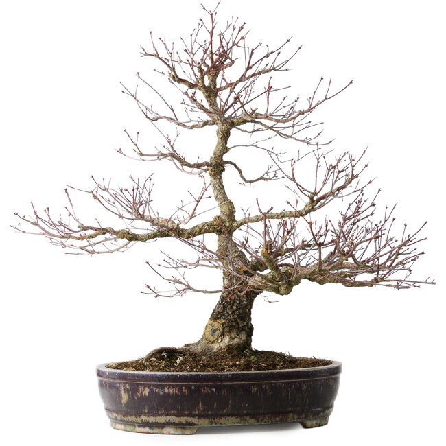 Acer palmatum Arakawa, 60 cm, ± 20 anni, con un nebari di 14 cm