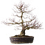 Acer palmatum Arakawa, 60 cm, ± 20 jaar oud, met een nebari van 14 cm