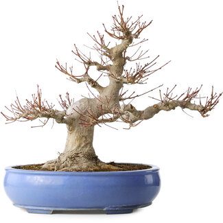 Acer palmatum, 50 cm, ± 40 jaar oud