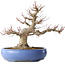 Impressive Acer Palmatum (Japanese Maple) - 40 Years - Powerful Moyogi Style
