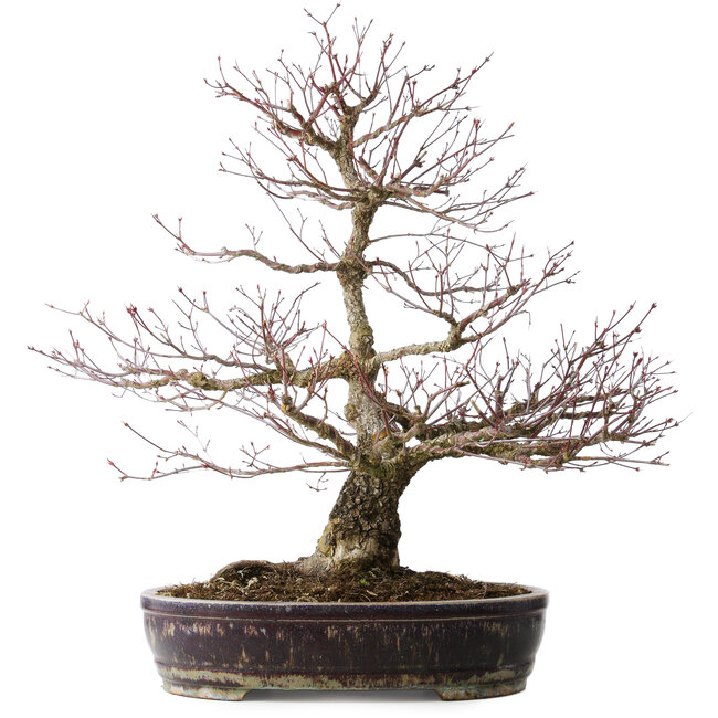 Acer palmatum Arakawa, 60 cm, ± 20 years old, with a nebari of 14 cm