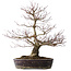 Acer palmatum Arakawa, 60 cm, ± 20 jaar oud, met een nebari van 14 cm