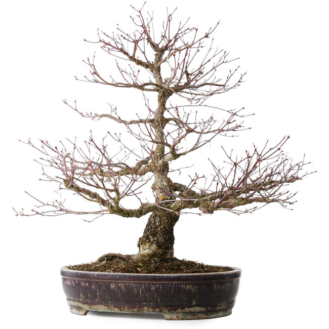 Acer palmatum Arakawa, 60 cm, ± 20 Jahre alt, mit einem Nebari von 14 cm