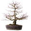 Acer palmatum Arakawa, 60 cm, ± 20 anni, con un nebari di 14 cm
