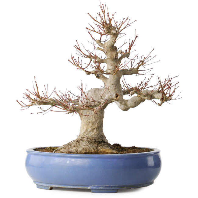 Beeindruckender Acer Palmatum (Japanischer Fächerahorn) - 40 Jahre - Kraftvoller Moyogi-Stil