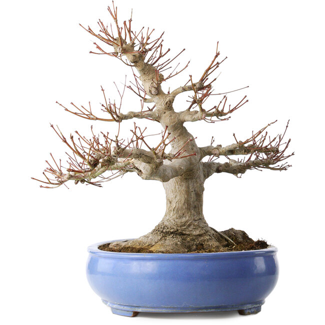 Impressive Acer Palmatum (Japanese Maple) - 40 Years - Powerful Moyogi Style