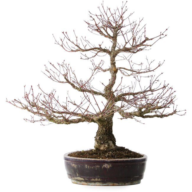 Acer palmatum Arakawa, 60 cm, ± 20 años, con un nebari de 14 cm