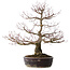 Acer palmatum Arakawa, 60 cm, ± 20 jaar oud, met een nebari van 14 cm
