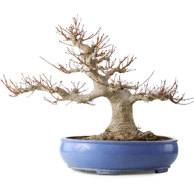 Impressionante Acer Palmatum (Acero Giapponese) - 40 Anni - Vigoroso Stile Moyogi