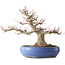 Impressive Acer Palmatum (Japanese Maple) - 40 Years - Powerful Moyogi Style