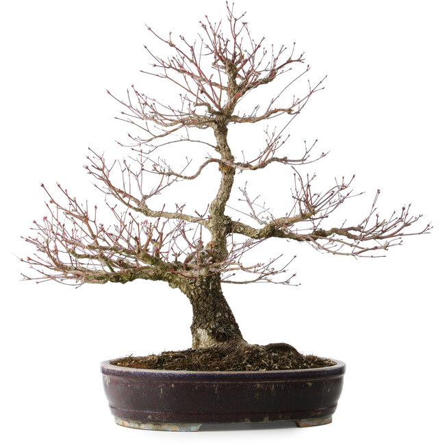 Acer palmatum Arakawa, 60 cm, ± 20 años, con un nebari de 14 cm
