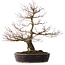Acer palmatum Arakawa, 60 cm, ± 20 jaar oud, met een nebari van 14 cm