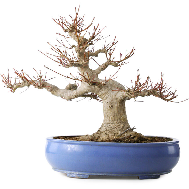 Impresionante Acer Palmatum (Arce Japonés) - 40 Años - Poderoso Estilo Moyogi