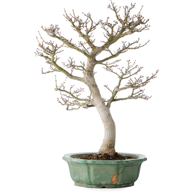 Acer palmatum Shishigashira, 53 cm, ± 30 jaar oud, in een gebroken pot, met een nebari van 12 cm