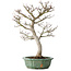 Acer palmatum Shishigashira, 53 cm, ± 30 ans, dans un pot cassé, avec un nebari de 12 cm