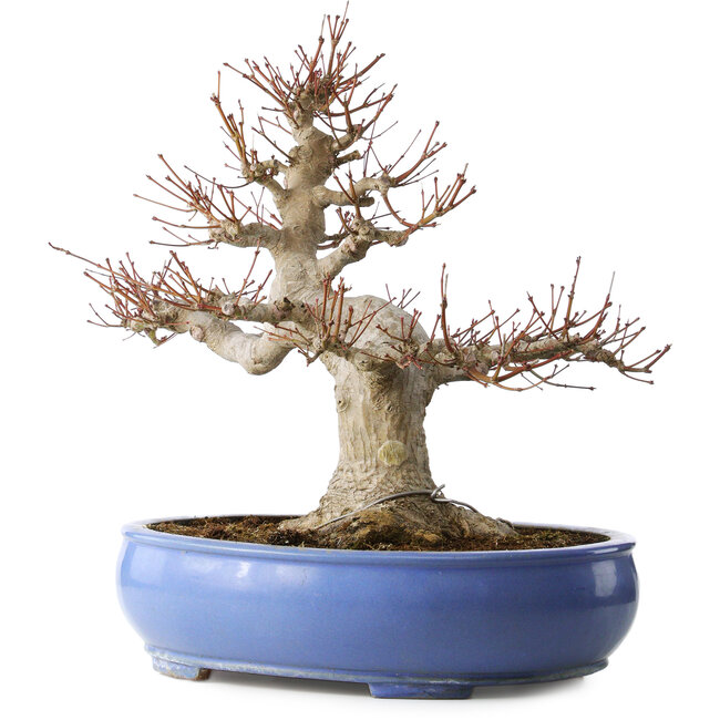 Beeindruckender Acer Palmatum (Japanischer Fächerahorn) - 40 Jahre - Kraftvoller Moyogi-Stil