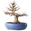 Impressive Acer Palmatum (Japanese Maple) - 40 Years - Powerful Moyogi Style