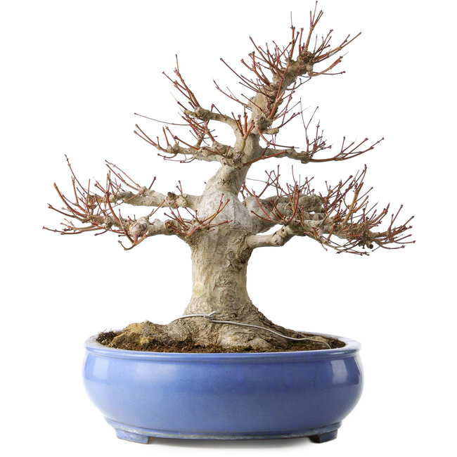 Beeindruckender Acer Palmatum (Japanischer Fächerahorn) - 40 Jahre - Kraftvoller Moyogi-Stil