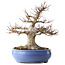 Impressive Acer Palmatum (Japanese Maple) - 40 Years - Powerful Moyogi Style