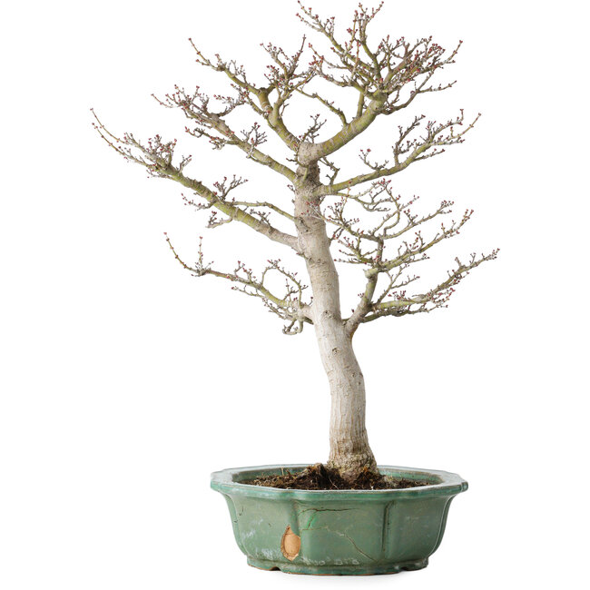 Acer palmatum Shishigashira, 53 cm, ± 30 jaar oud, in een gebroken pot, met een nebari van 12 cm