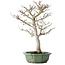 Acer palmatum Shishigashira, 53 cm, ± 30 jaar oud, in een gebroken pot, met een nebari van 12 cm