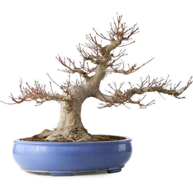 Impresionante Acer Palmatum (Arce Japonés) - 40 Años - Poderoso Estilo Moyogi