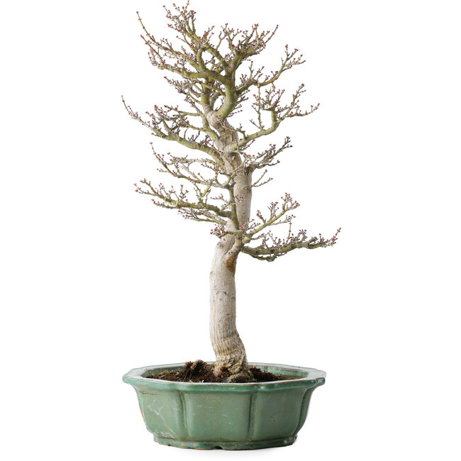 Acer palmatum Shishigashira, 53 cm, ± 30 Jahre alt, in einem zerbrochenen Topf, mit einem Nebari von 12 cm