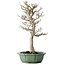 Acer palmatum Shishigashira, 53 cm, ± 30 jaar oud, in een gebroken pot, met een nebari van 12 cm