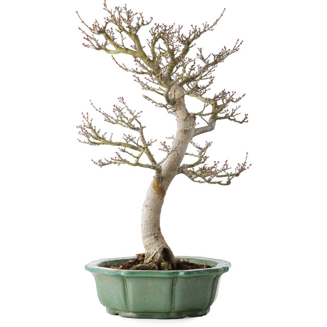 Acer palmatum Shishigashira, 53 cm, ± 30 ans, dans un pot cassé, avec un nebari de 12 cm