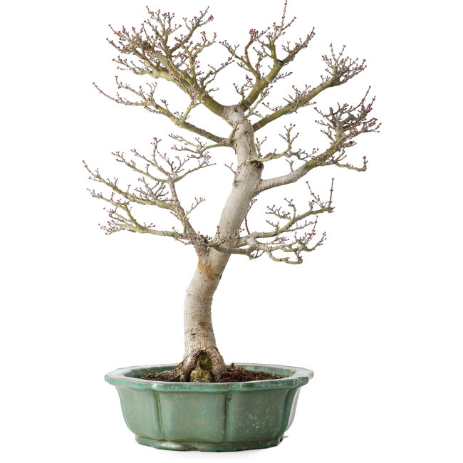 Acer palmatum Shishigashira, 53 cm, ± 30 ans, dans un pot cassé, avec un nebari de 12 cm
