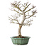 Acer palmatum Shishigashira, 53 cm, ± 30 jaar oud, in een gebroken pot, met een nebari van 12 cm