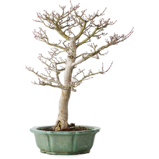 Acer palmatum Shishigashira, 53 cm, ± 30 jaar oud, in een gebroken pot, met een nebari van 12 cm