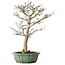 Acer palmatum Shishigashira, 53 cm, ± 30 jaar oud, in een gebroken pot, met een nebari van 12 cm