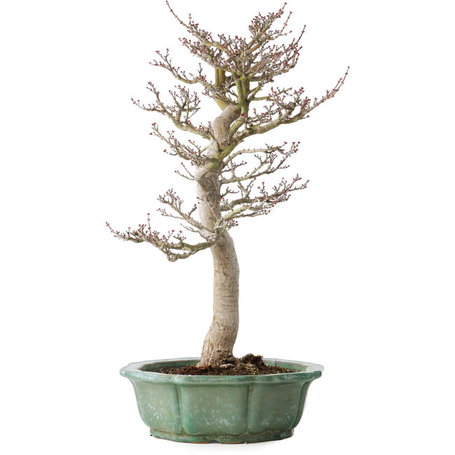 Acer palmatum Shishigashira, 53 cm, ± 30 Jahre alt, in einem zerbrochenen Topf, mit einem Nebari von 12 cm