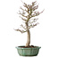Acer palmatum Shishigashira, 53 cm, ± 30 jaar oud, in een gebroken pot, met een nebari van 12 cm