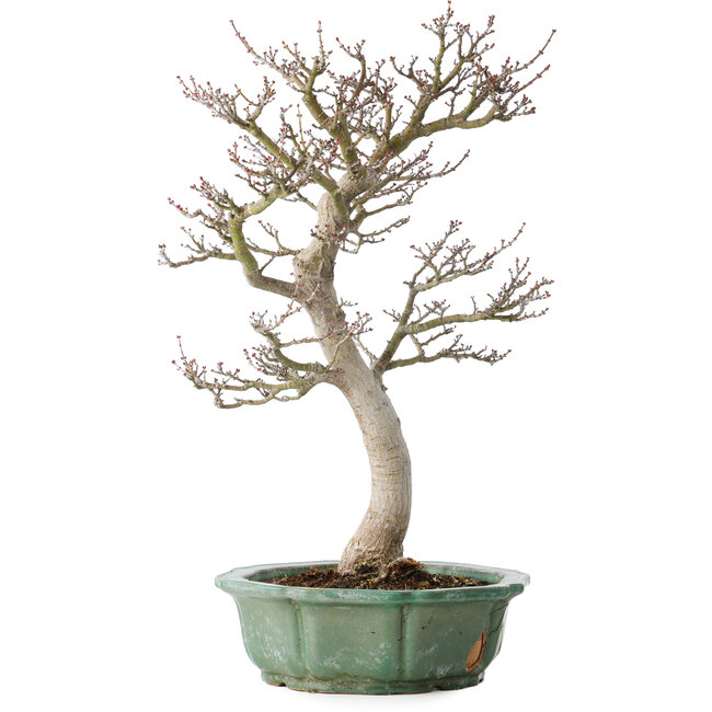 Acer palmatum Shishigashira, 53 cm, ± 30 anni, in un vaso rotto, con un nebari di 12 cm
